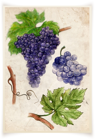 samburesti-soiuri-Cabernet-Sauvignon